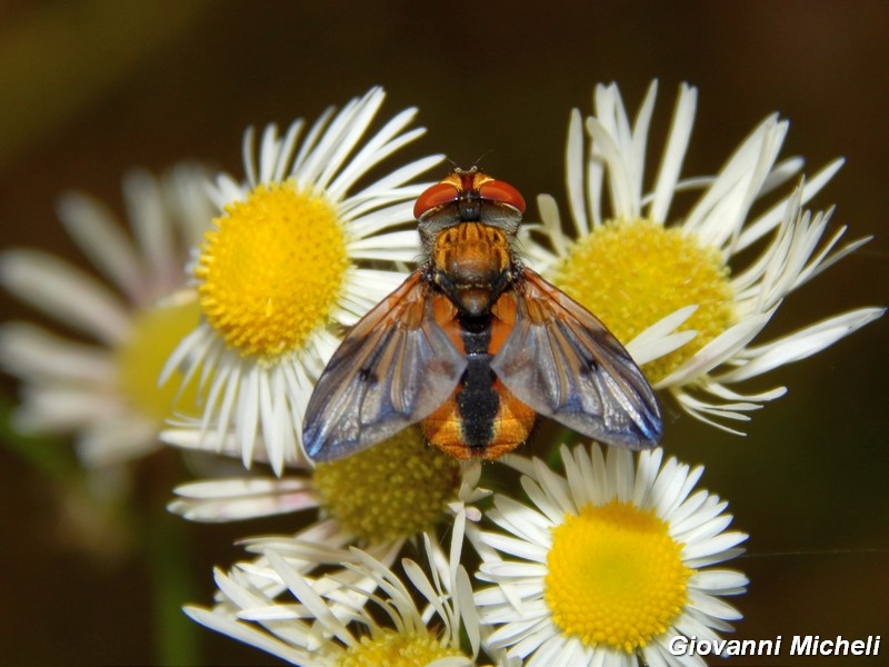 Ectophasia crassipennis?